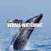 Whale Watching Music